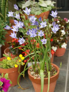 �g���e���C�A�̊J��