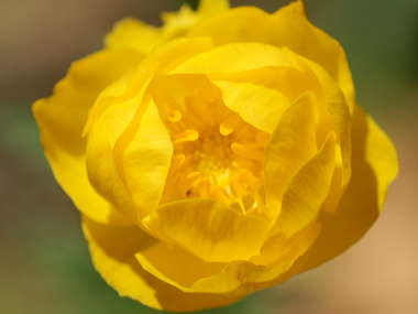 �g�����E�X