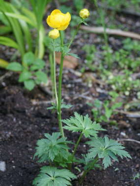 �g�����E�X�̑S��