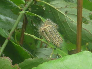 �`���h�N�K