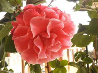 �c�o�L�@�e�B�t�@�j�[