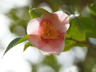 �c�o�L�@�`�̏t