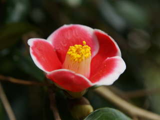 �c�o�L�@�ʔV�Y