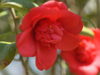 �c�o�L�@�O�F���q