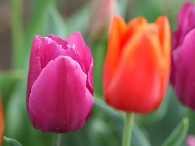 �`���[���b�v�i���j