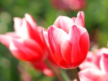 �`���[���b�v�i�ԂƔ��j