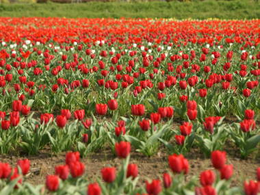 �`���[���b�v��