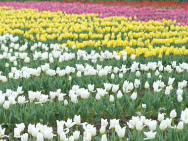 �`���[���b�v