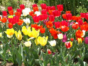 �`���[���b�v�̊J��