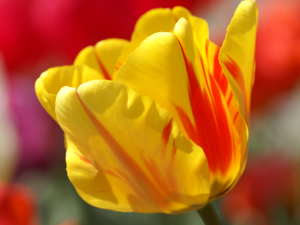 �`���[���b�v�̃��U�C�N�a