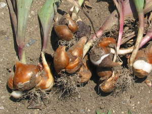 �����̌@��グ�i�`���[���b�v�j