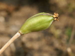 �`���[���b�v�̎�