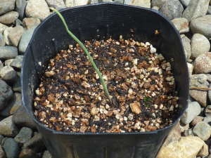 �`���[���b�v�̔���