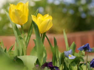 �`���[���b�v