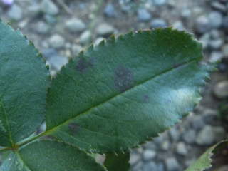 �����a�i�c���o���j