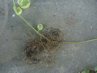 ���̓r���̍��i�c���j�`�\�E�j