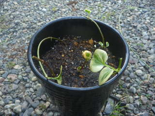 �A���t���i�c���j�`�\�E�j