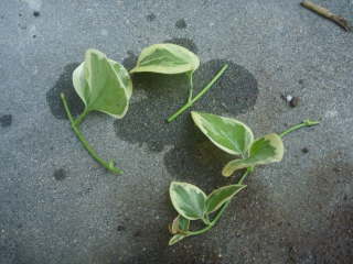 �}����i�c���j�`�\�E�j