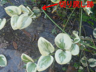 �؂�߂���̐V�������i�c���j�`�j�`�\�E�j