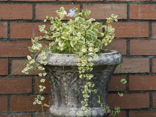 �c���j�`�\�E�̔��A��