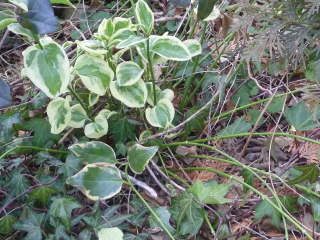 ��������L�т閠�i�c���j�`�j�`�\�E�j