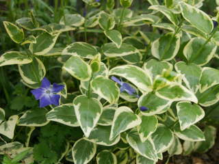 �c���j�`�j�`�\�E�i�o���G�K�[�^�j