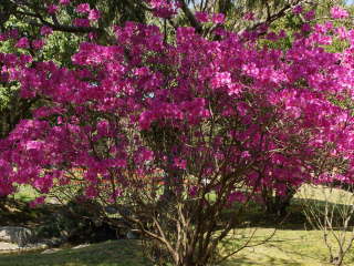 ���t���̃c�c�W