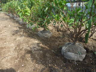 ���t���̃c�c�W