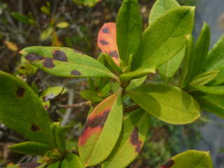 �c�c�W�̊����a