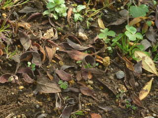 �����a�ŗ������t�i�c�c�W�j