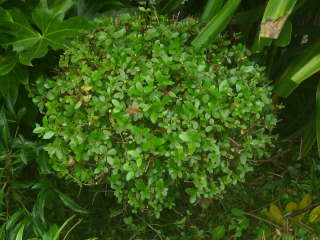 ���荞�݌�i�c�c�W�j