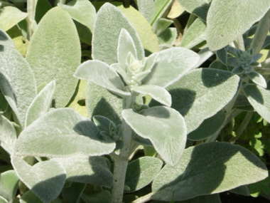 �����Y�C���[�̗t