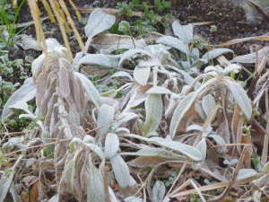 �~�̃����Y�C���[