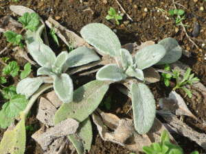 ���t�̃����Y�C���[