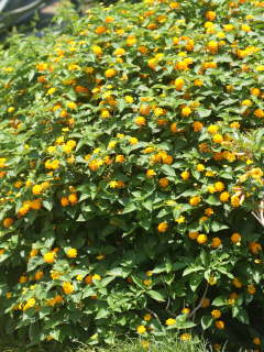 ��̃����^�i