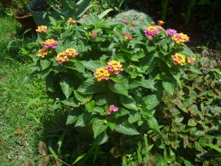 �����^�i�̔��A��