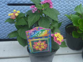 �����^�i�̃|�b�g�c