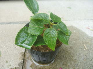 �����^�i�̑}����