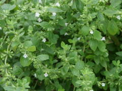 �L�щ߂����Ԍs�i�������o�[���j