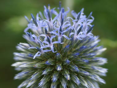 �����^�}�A�U�~�̉�