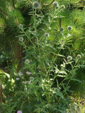 �����^�}�A�U�~�̑S��