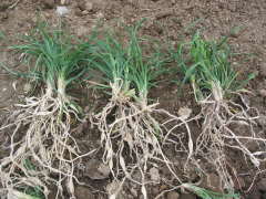 �����E�m�q�Q�̊�����