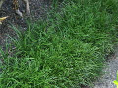 �^�}�����E�̃O�����h�J�o�[