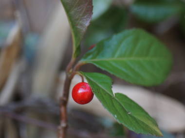 ���u�R�E�W�̎�