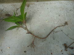 ���u�R�E�W�̒n���s