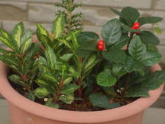 ���u�R�E�W�̊񂹐A��