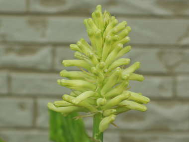 �x���Z�~�A