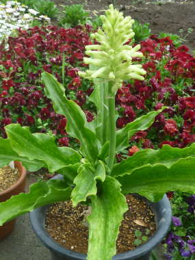 �x���Z�~�A�̑S��