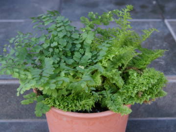 �A�W�A���^���̊񂹐A��