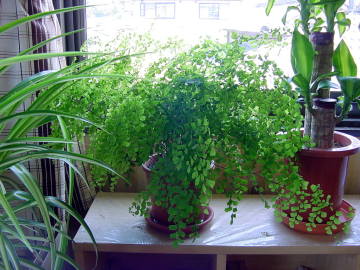 �t�������ɐ����^�C�v�̃A�W�A���^��